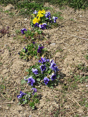 pansy mulched